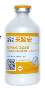 วัคซีนเชื้อตายโรคเท้าเปื่อยชนิด O ในสุกร