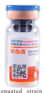 วัคซีนเชื้ออ่อนฤทธิ์โรคพิษสุนัขบ้า