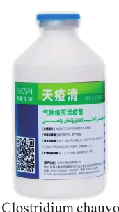 วัคซีนเชื้อตายโรคบวมที่คอ